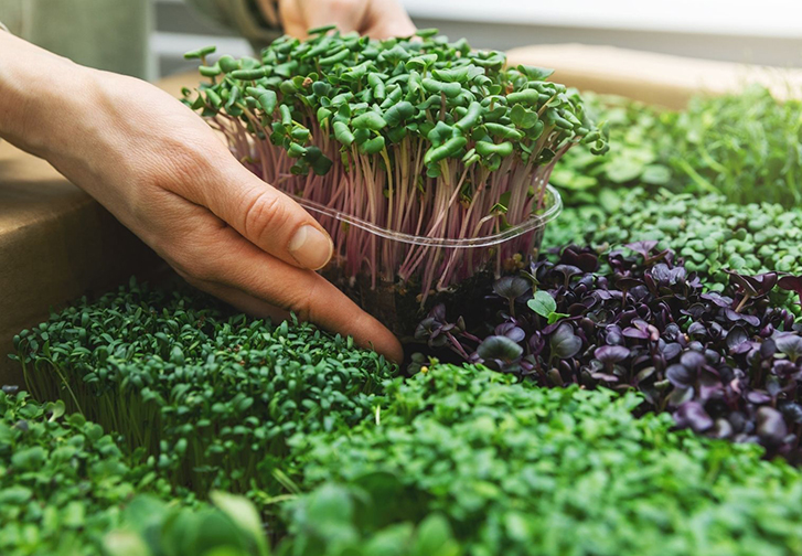 Cultivando Salud: La Guía Definitiva de Microgreens