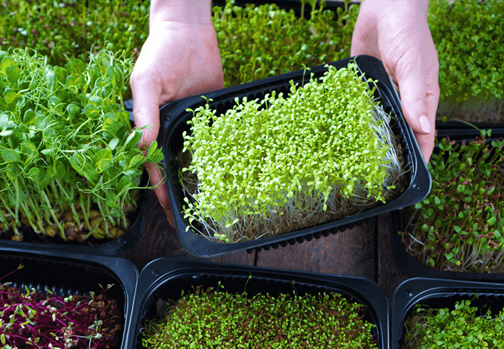 De Semilla a Superfood: Descubre el Mundo de los Microgreens